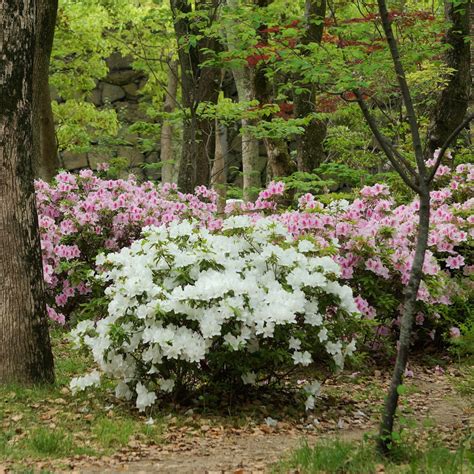 full grown autumn lily azalea|encore azalea autumn lily white.